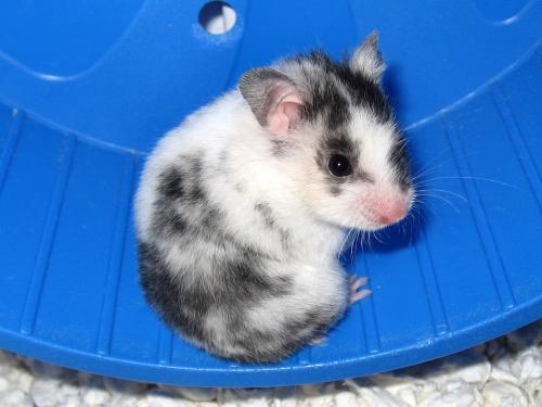 Pics Of Hamsters. Tags: feeding your hamster on