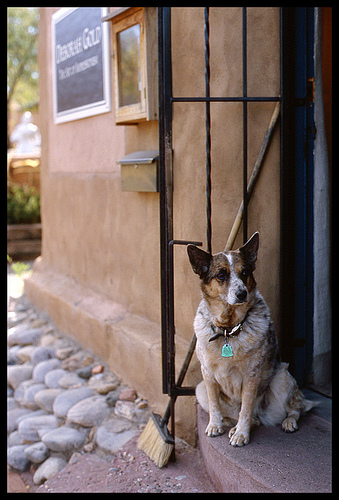 Articles About Pet-Friendly New Mexico