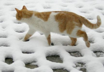 Cat In Winter. If you have an outdoor cat,
