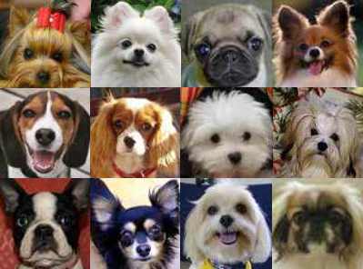 top 6 small dog breeds dog cat and other pet friendly travel small breed dogs 399x296