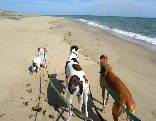 Dog-Friendly Vacationing in Martha’s Vineyard, Massachussetts, Dog, Cat and other Pet Friendly