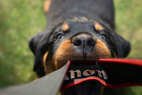 Rottweiler Clubs in the United States and Canada, Dog, Cat ...