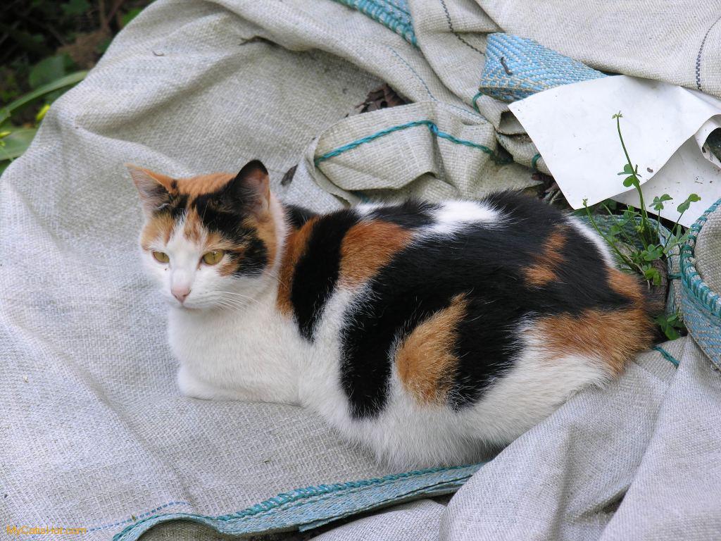 How can I purchase a male calico cat?