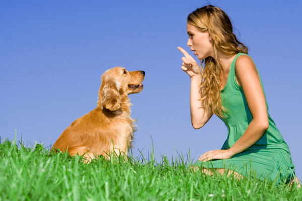 Things to Train Your Dog to Do Before You Travel, Dog, Cat and other ...
