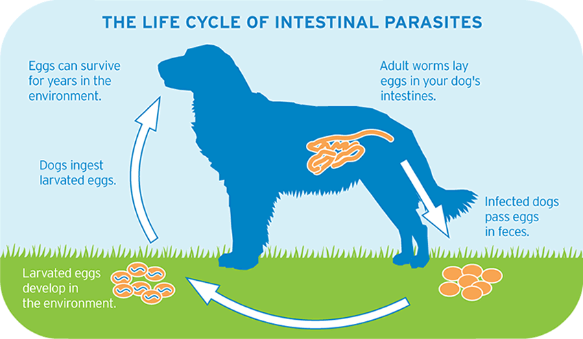 http://www.petswelcome.com/wp/wp-content/uploads/2013/07/lifecycle_intestinal_parasites_large.gif