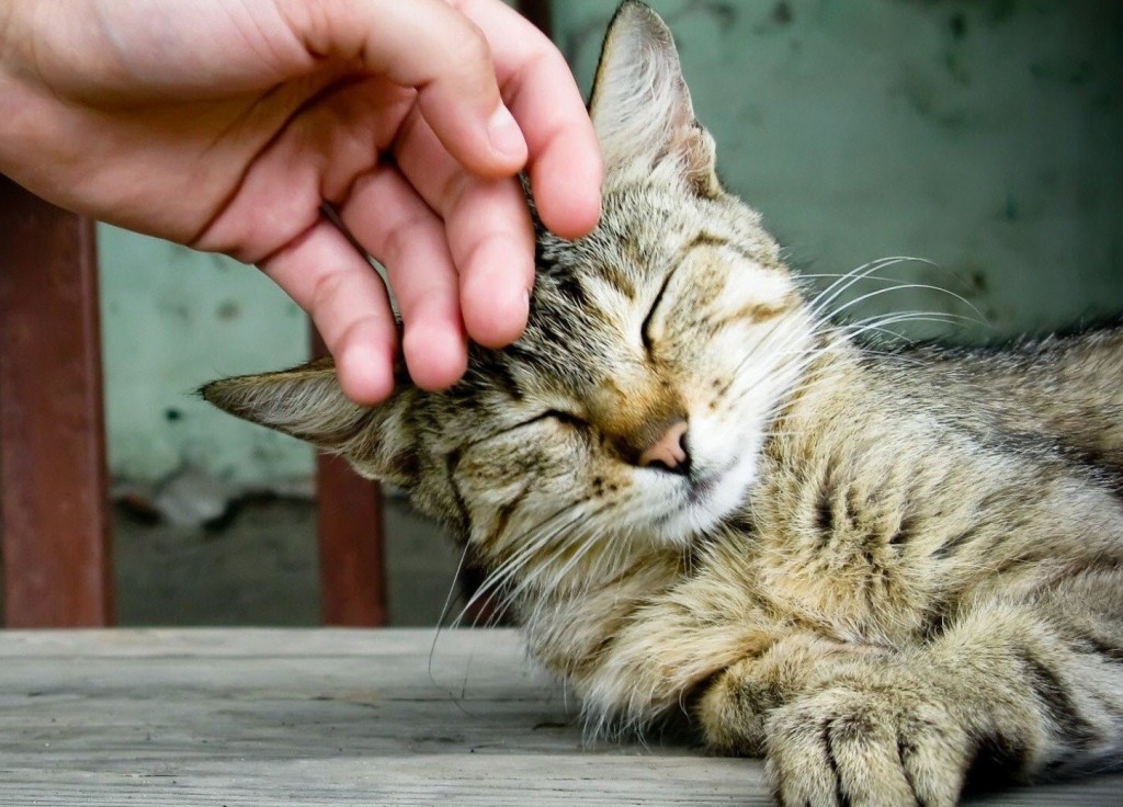Cat Being Pet