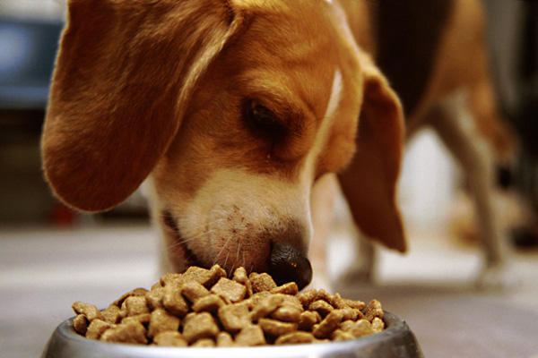 Pets Are Inn Minneapolis South: Are You Feeding Your Dog the Right