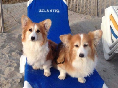 Pet Friendly Atlantis Lodge in Atlantic Beach, North Carolina