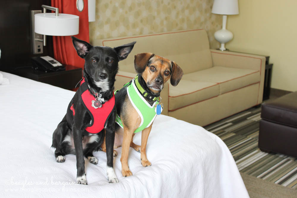 Pet Friendly Home2 Suites by Hilton Temecula CA in Temecula, California