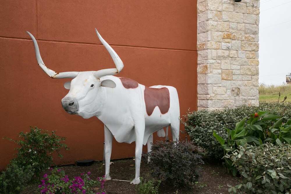 Pet Friendly Best Western Plus Longhorn Inn & Suites in Luling, Texas