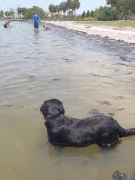 Pet Friendly Picnic Island Beach Dog Park in Tampa, FL