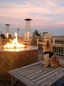 Pet Friendly The Looking Glass Restaurant in Bar Harbor, Maine