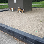 Pet Friendly River Park Dog Park in Chicago, IL