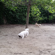 Pet Friendly Ohio Place Dog Park in Chicago, IL