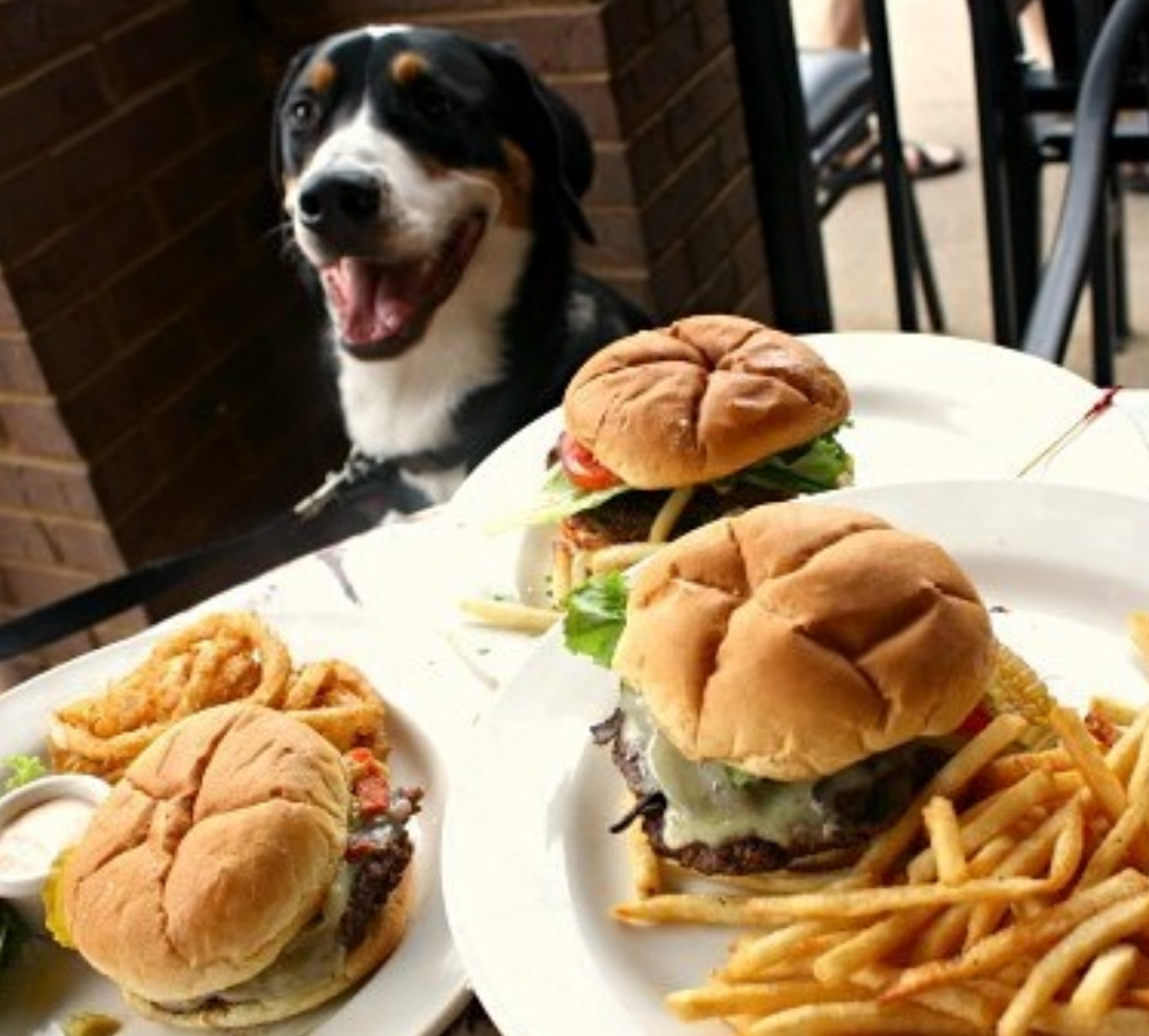 Pet Friendly Dogwood Bar in Beacon, NY