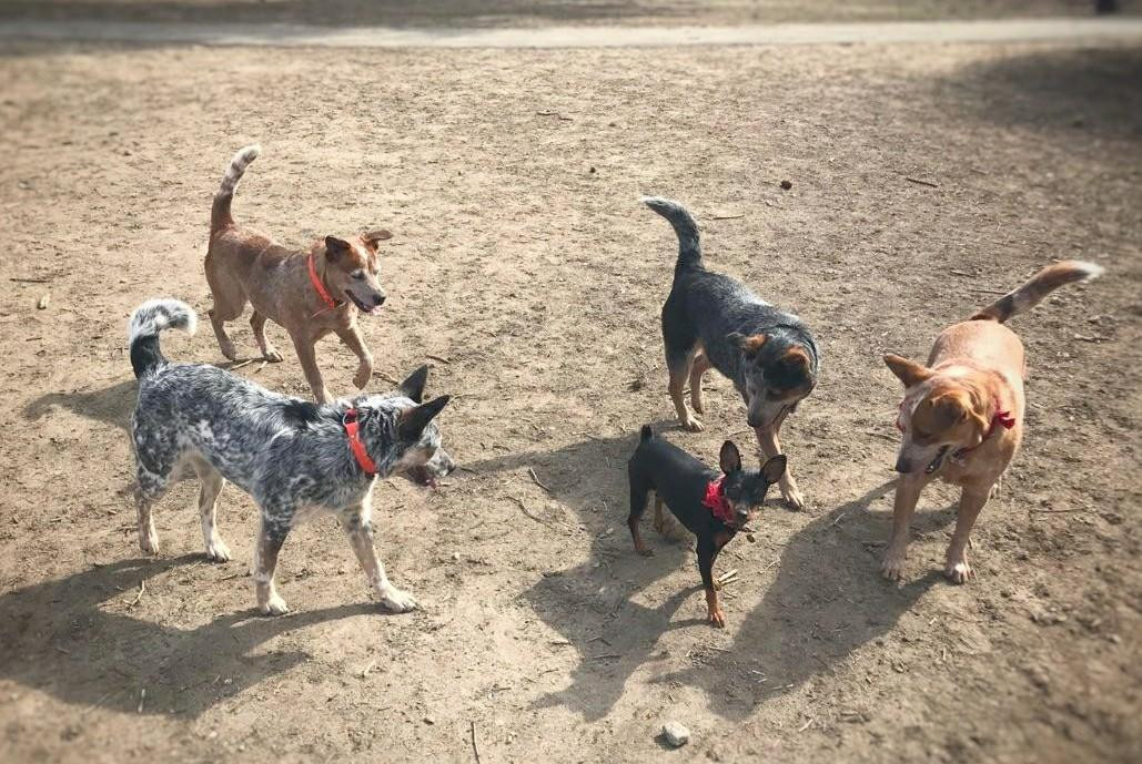 Pet Friendly Bell Street Dog Park in Providence, RI