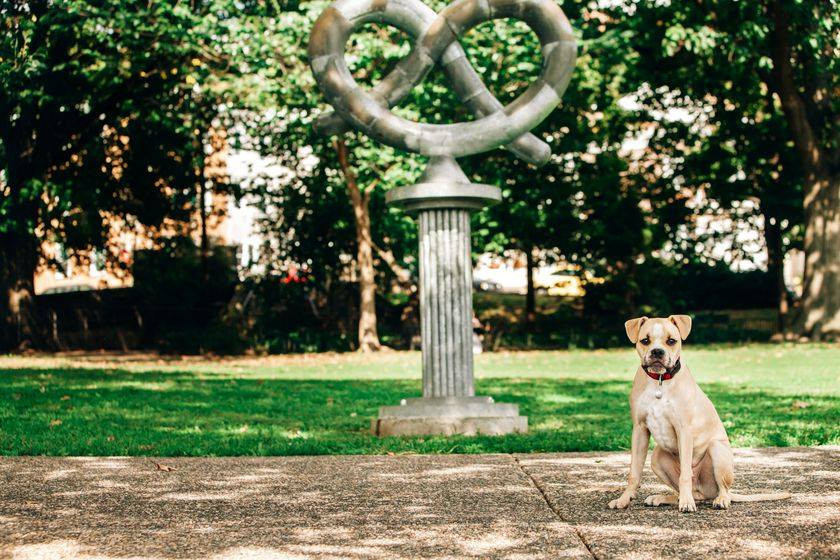 Pet Friendly Pretzel Park in Philadelphia, PA