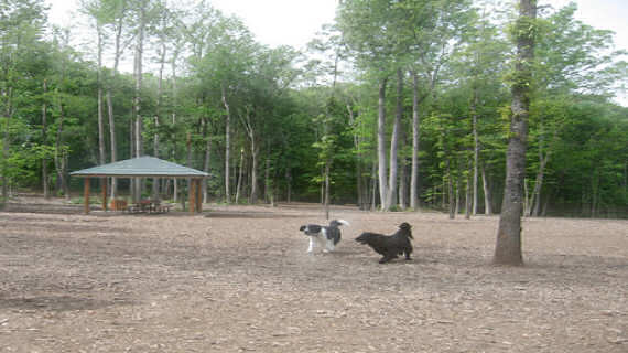 Pet Friendly Chapel Hill Dog Park/Homestead Park  in Chapel Hill, North Carolina