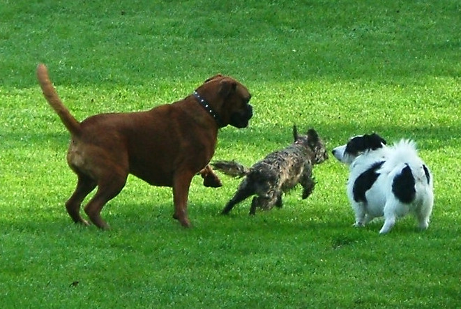 Pet Friendly Southern Community Dog Park in Chapel Hill, NC