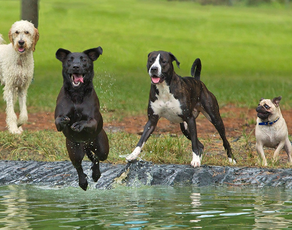 Pet Friendly Dogwood Park  in Gainesville, FL