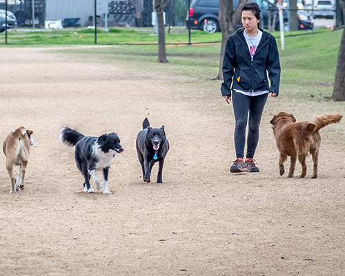Pet Friendly Danny Jackson Family Dog Park in Houston, TX