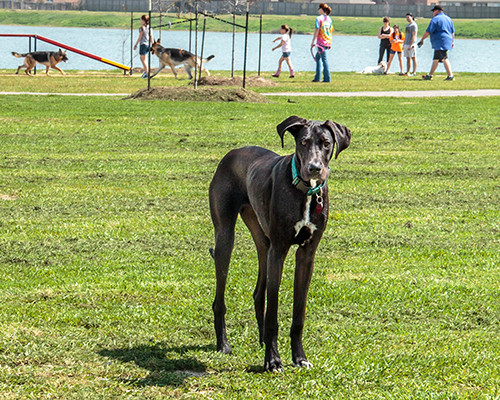 Pet Friendly Deputy Darren Goforth Dog Park in Cypress, TX