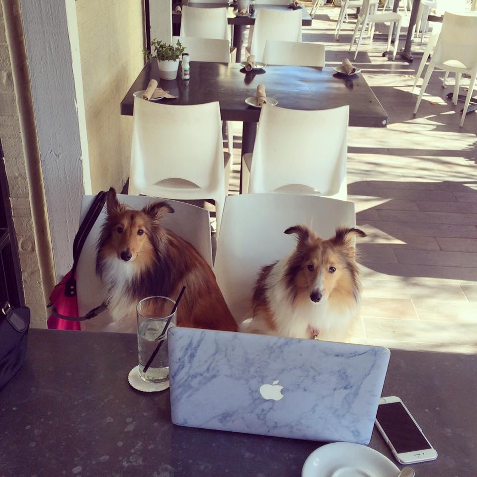 Pet Friendly Canopy in Houston, TX