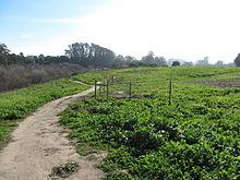 Pet Friendly Arana Gulch in Santa Cruz, CA