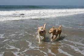 Pet Friendly Arroyo Burro Beach (Hendry's Beach) in Santa Barbara, CA