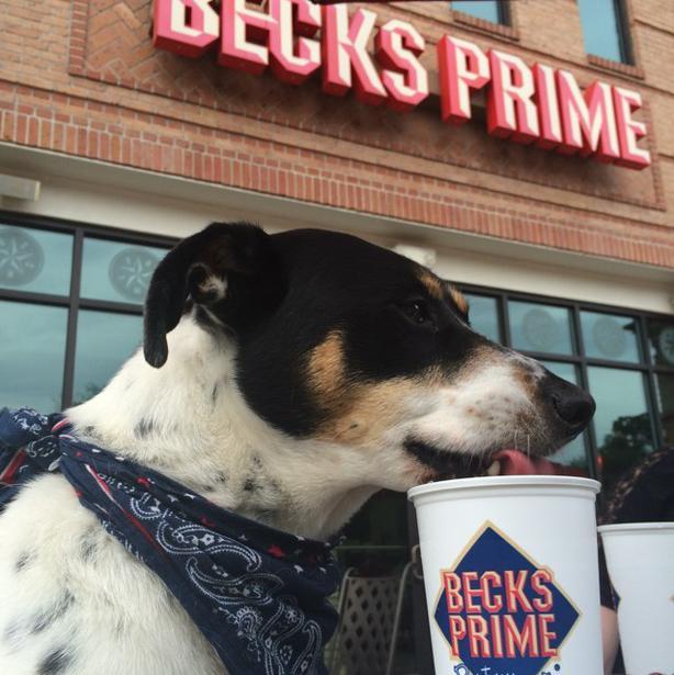 Pet Friendly Becks Prime in Houston, TX