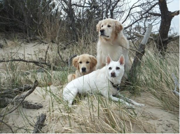 Pet Friendly Cape Henlopen State Park in Lewes, DE