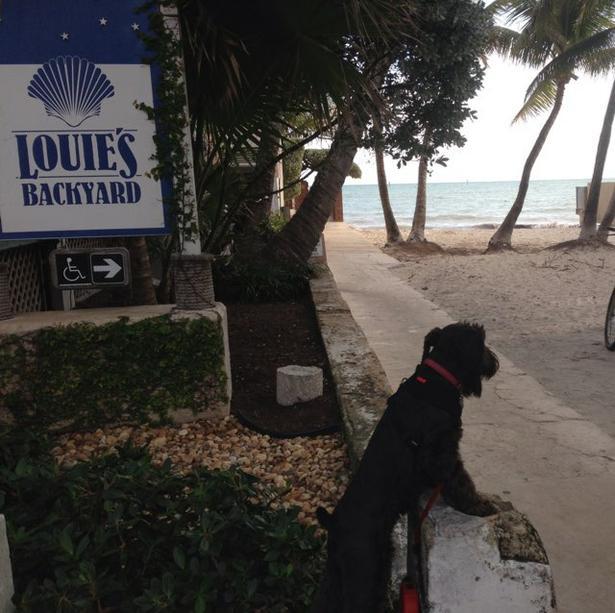 Pet Friendly The Afterdeck Bar at Louie's Backyar in Key West, FL