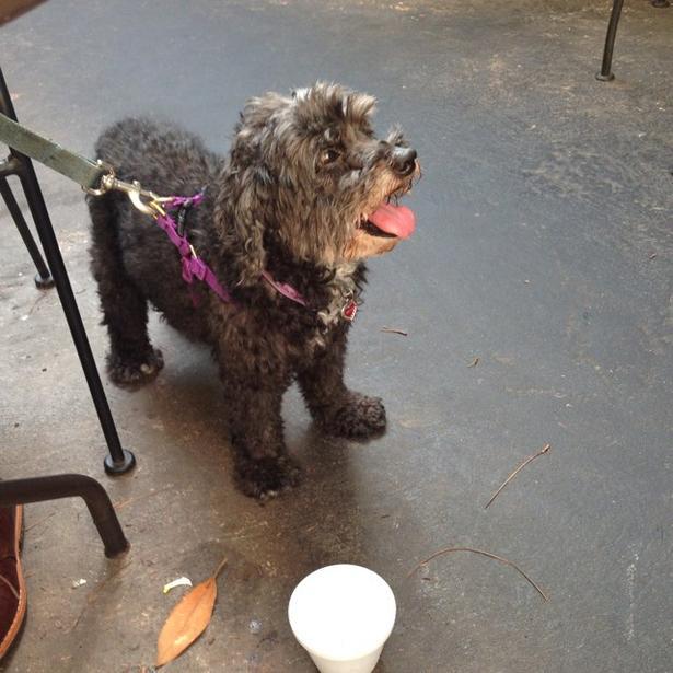 Pet Friendly Eli's Table in Charleston, SC