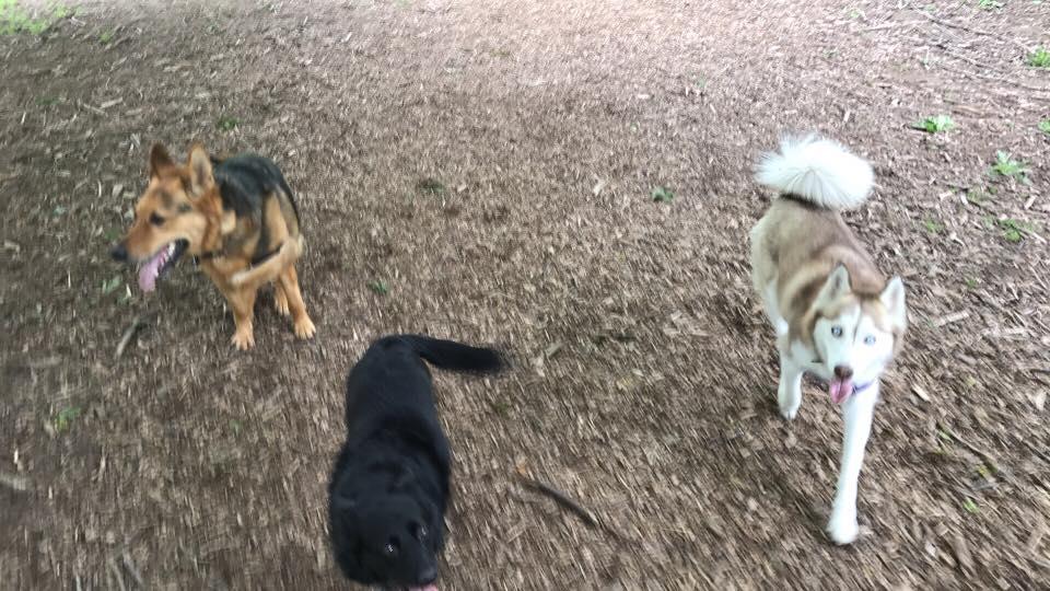 Pet Friendly Armitage Dog Park in Eugene, OR