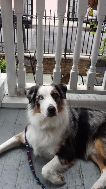 Pet Friendly Poogan's Porch in Charleston, SC