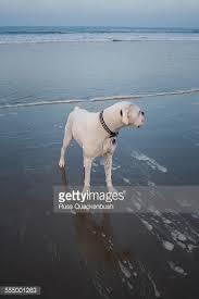 Pet Friendly Its Beach in Santa Cruz, CA