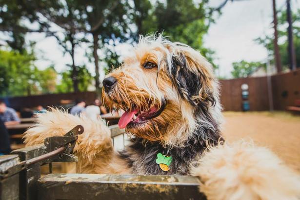 Pet Friendly Banger's Sausage House & Beer Garden in Austin, TX