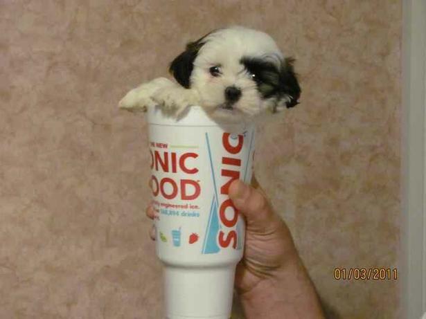 Pet Friendly Sonic Drive-In in Charleston, SC