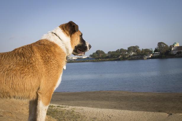 Pet Friendly Fiesta Island Beach in San Diego, CA