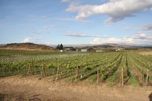 Pet Friendly The Tasting Room Yakima at Wilridge Vineyard in Yakima, WA