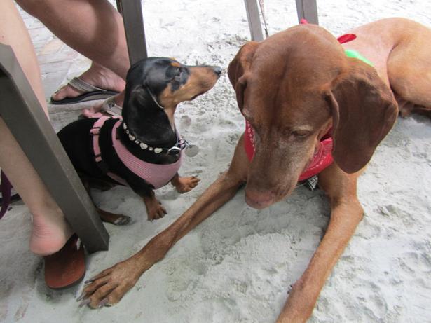 Pet Friendly Blue Heaven in Key West, FL