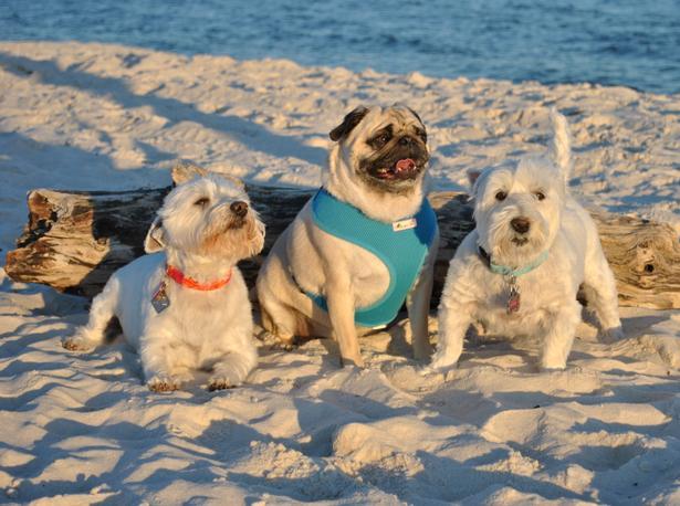 Pet Friendly Fort Morgan Beach in Fort Morgan, AL