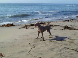 Pet Friendly Seabright Beach in Santa Cruz, CA