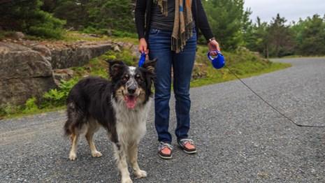 Pet Friendly Acadia National Park in Bar Harbor, ME