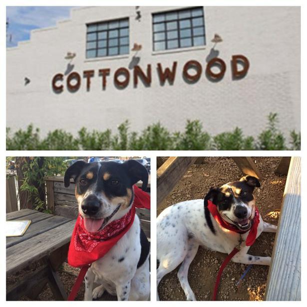Pet Friendly Cottonwood in Houston, TX