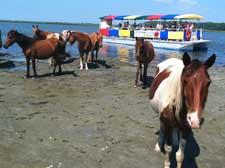 Pet Friendly Assateague National Seashore in Ocean City, MD