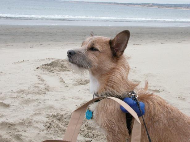 Pet Friendly Monterey Ca