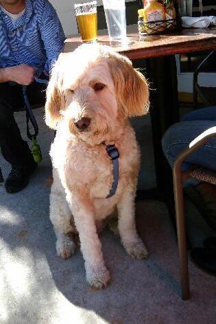 Pet Friendly Molly Darcy's in Charleston, SC