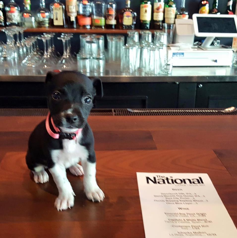 Pet Friendly The National in Asheville, NC