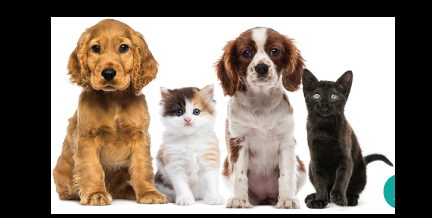 Pet Friendly Naperville Animal Hospital in Naperville, IL